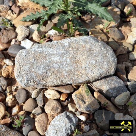 Sandgrube Frickenhausen II bei Ochsenfurt, Bayern, (D) - 18. Mai 2023 (8).JPG